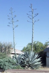 Agave en fleur.jpg