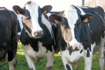 Fête agricole au Parco.jpg